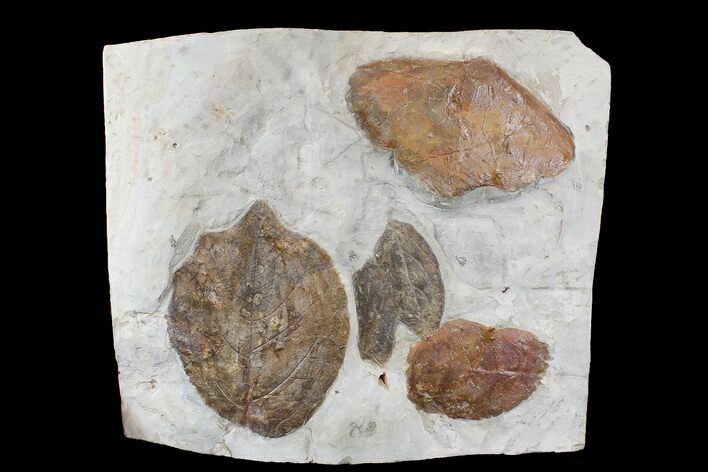 Wide Plate with Five Fossil Leaves - Montana #165054